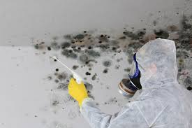 Why You Should Choose Our Mold Remediation Services in St Joseph, MO